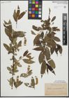 Foto von Salix pentandra L.